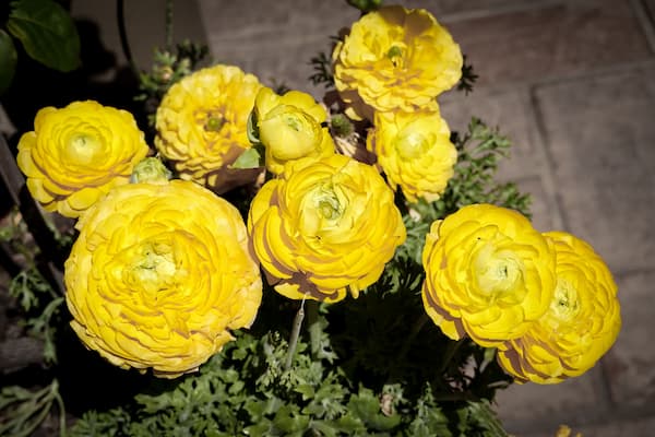 por que se regalan flores amarillas