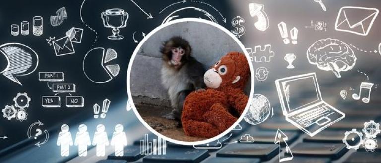 Punch el monito: el fenómeno viral que demuestra cómo funciona el marketing digital hoy