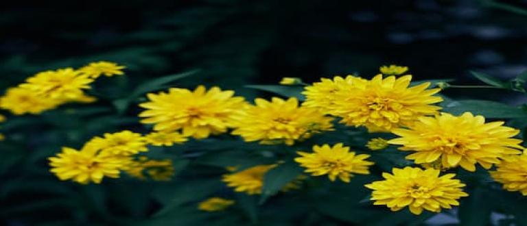 por que se regalan flores amarillas