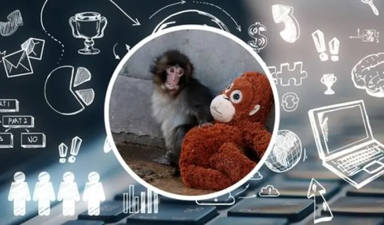 Punch el monito: el fenómeno viral que demuestra cómo funciona el marketing digital hoy