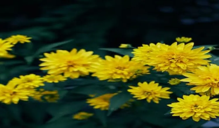 por que se regalan flores amarillas